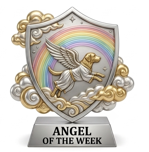 an angel of the week award